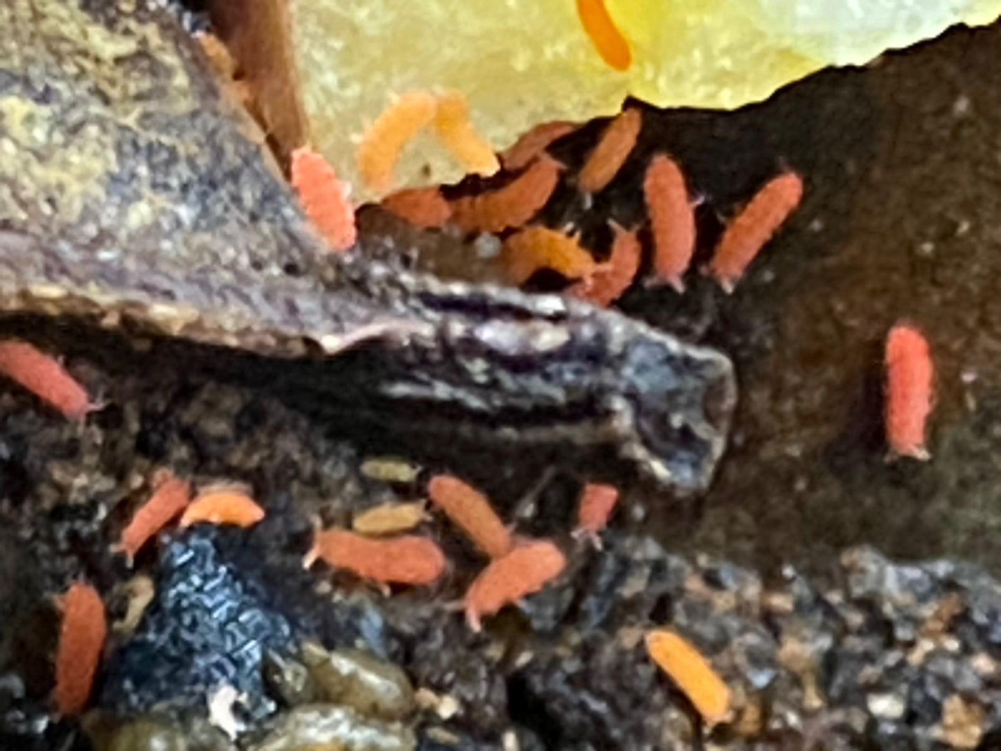 Yuukianura aphoruroides - Spanish Red/Orange Springtails