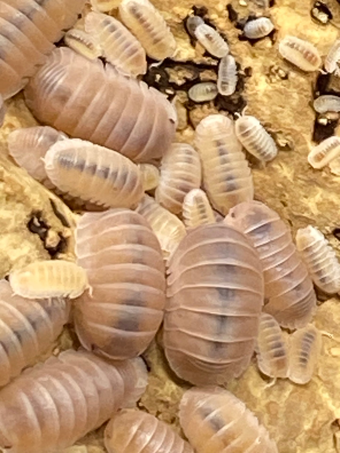 Papaya (Cubaris murina) Isopods