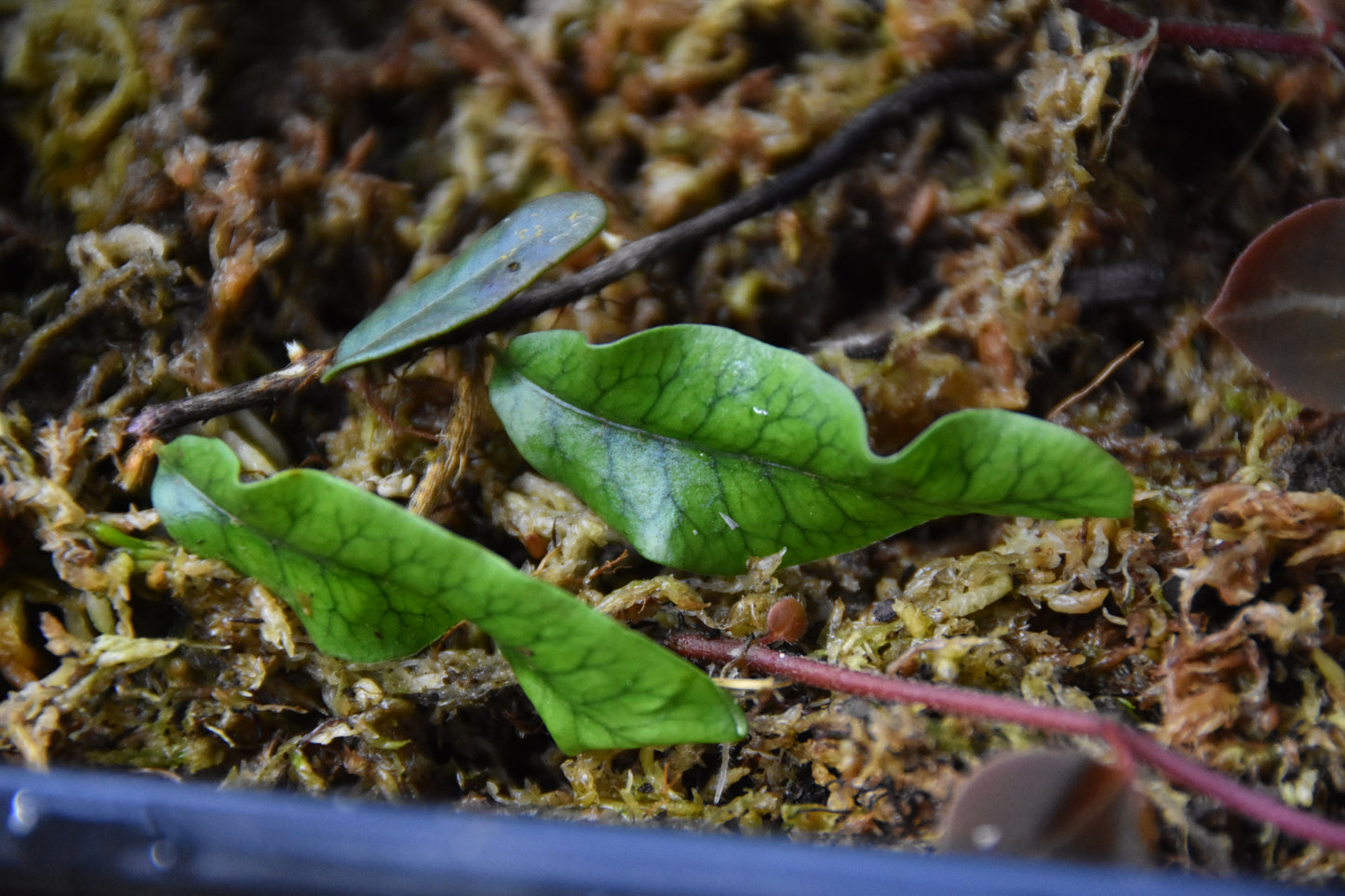 Microgramma sp. "White Sands"