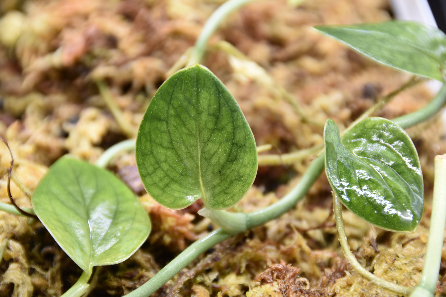 Monstera sp Dark Velvet