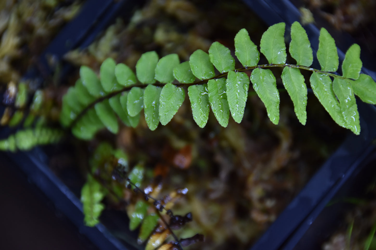 Nephrolepis biserrata