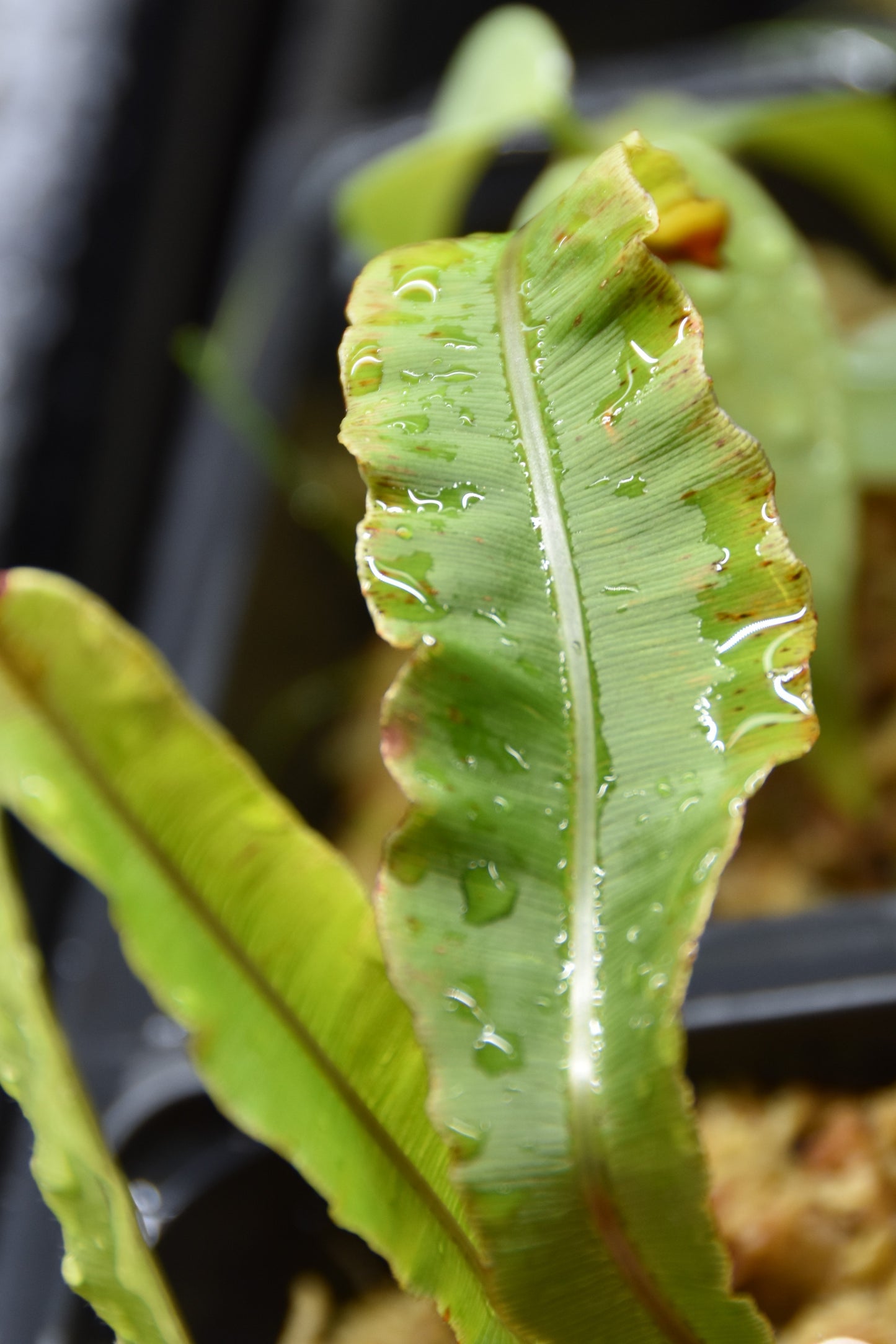 Oleandra fern sp. Ecuador