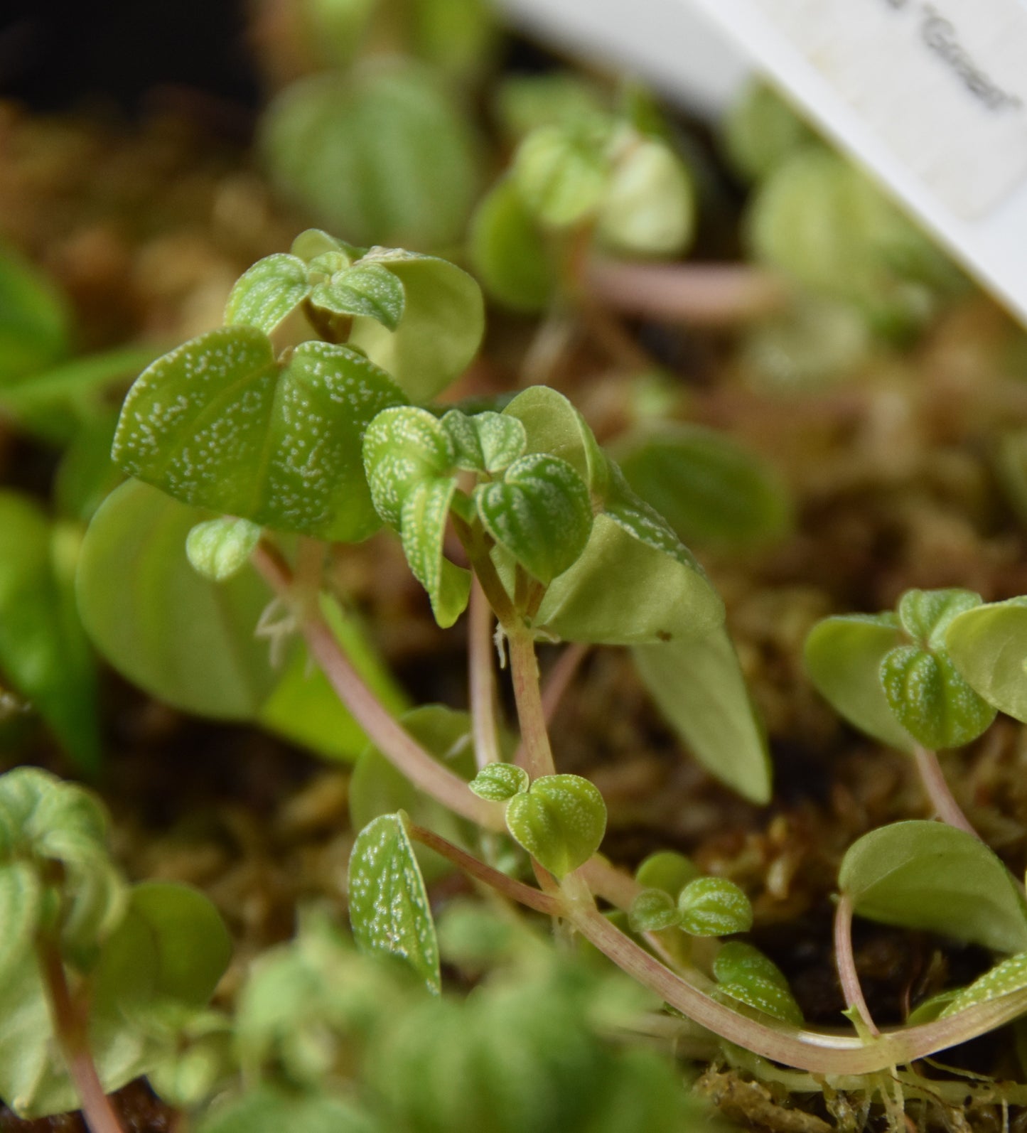 Peperomia Antoniana "Green"