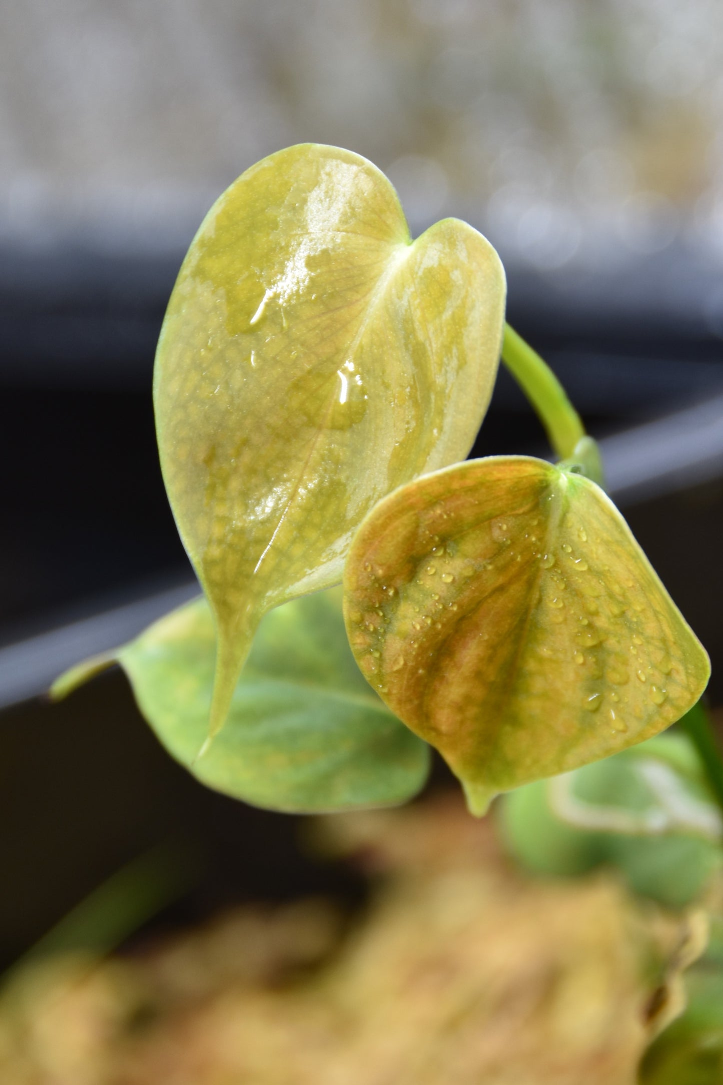 Philodendron hastatum blue