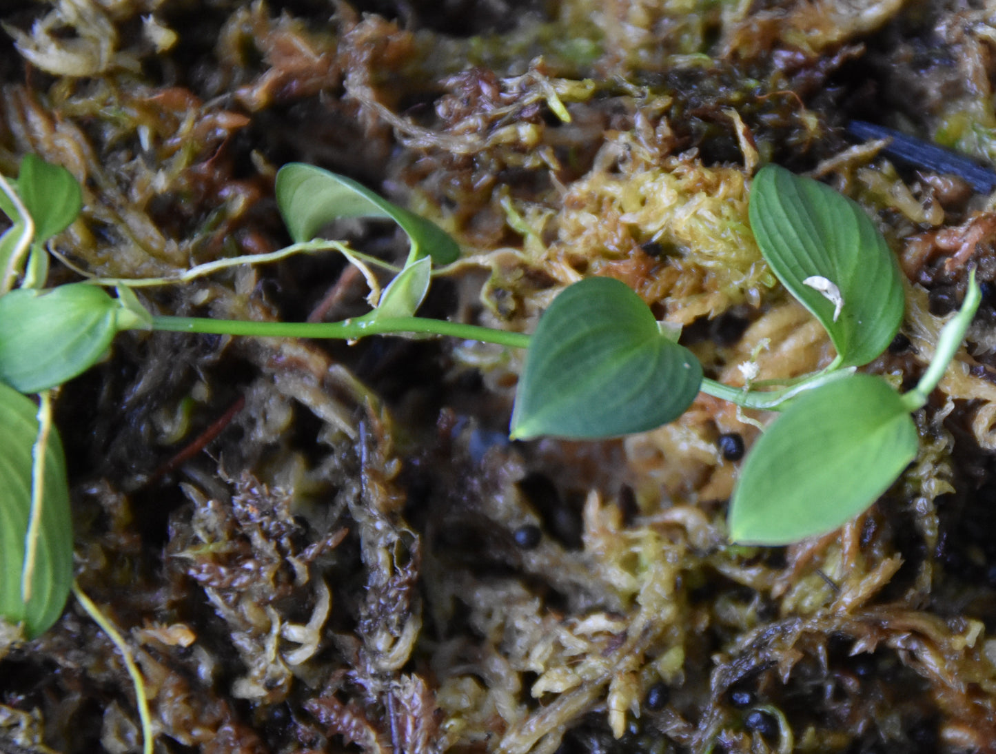 Philodendron sp "Condor Mini"