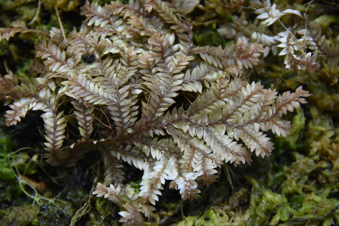 Selaginella sp. "Bronze" (Club Moss)