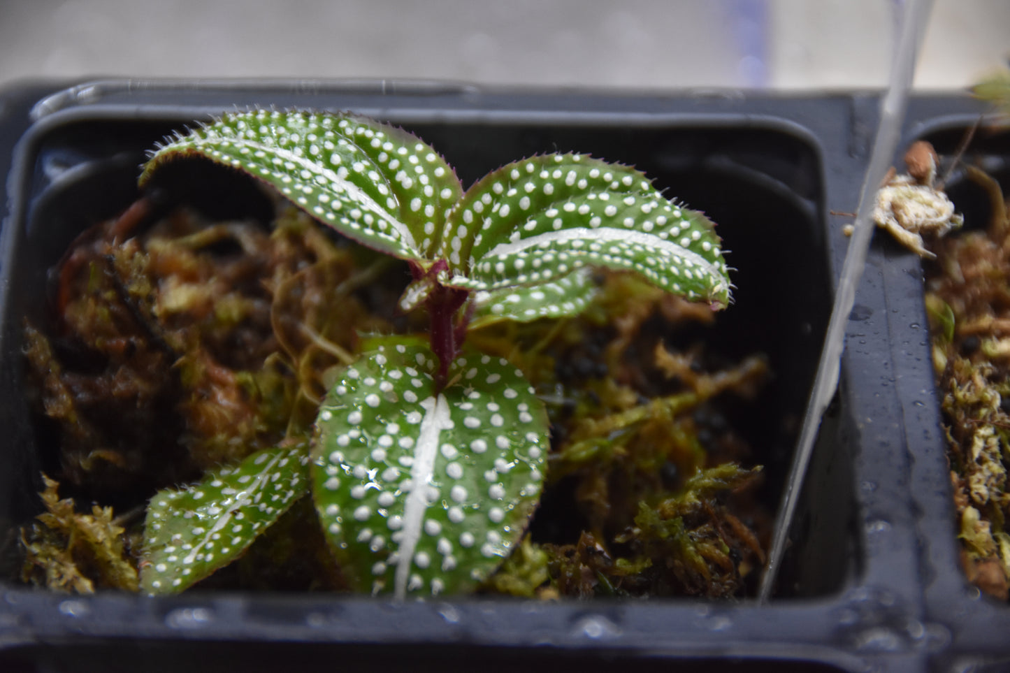 Soneralia sp. (white spots)