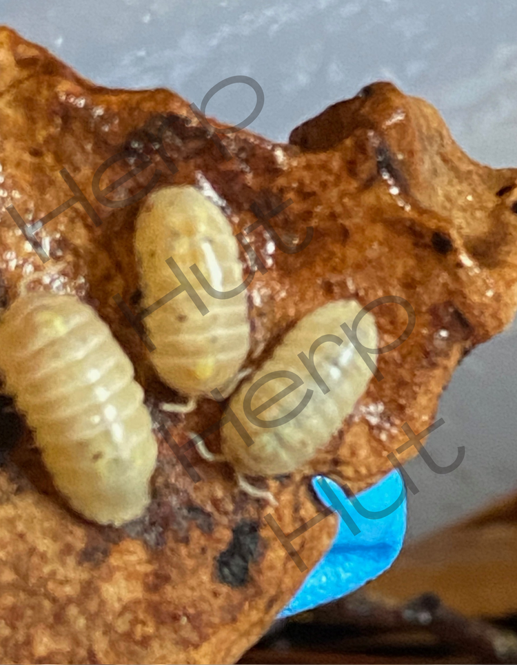 Armadillidium & Armadillo
