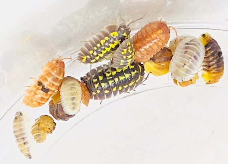 Isopods