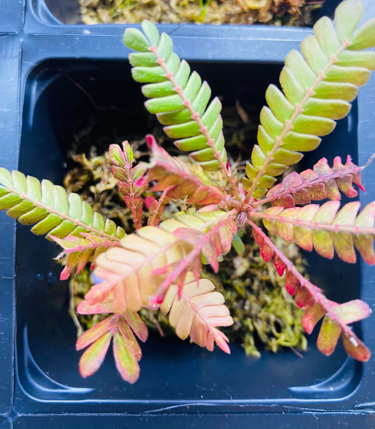 Other Terrarium Plants