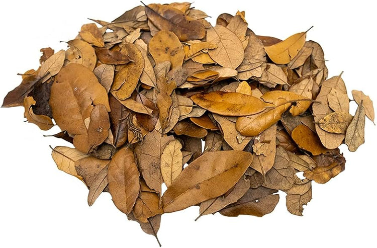 Leaf Litter & Botanicals