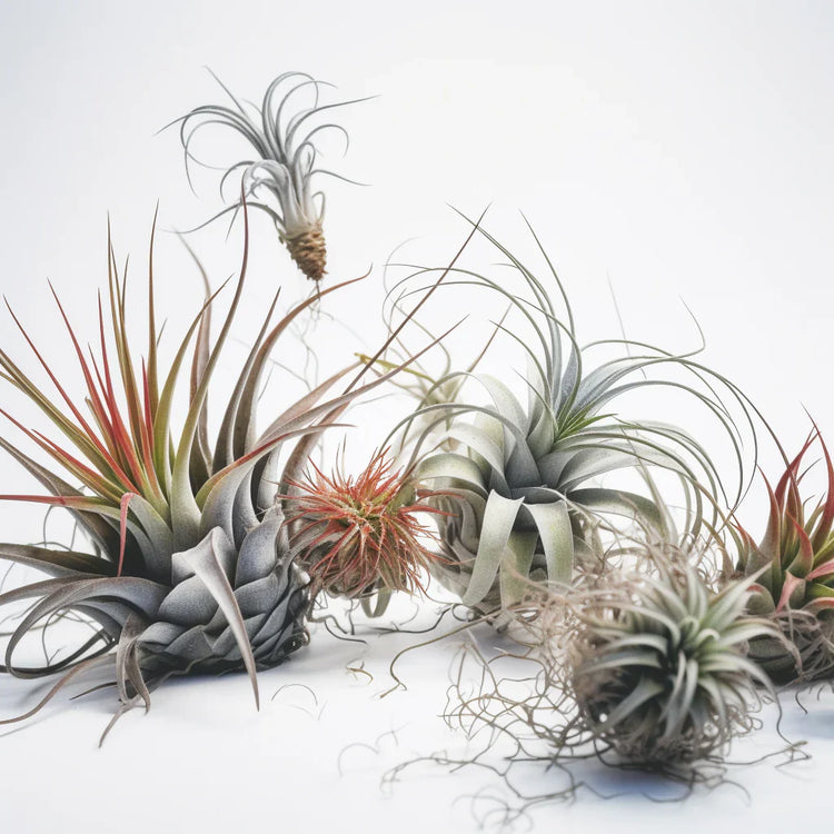 Air Plants