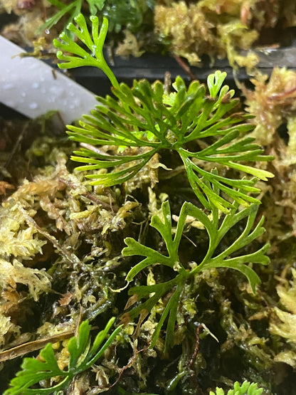 Elaphoglossum Peltatum "type 1"