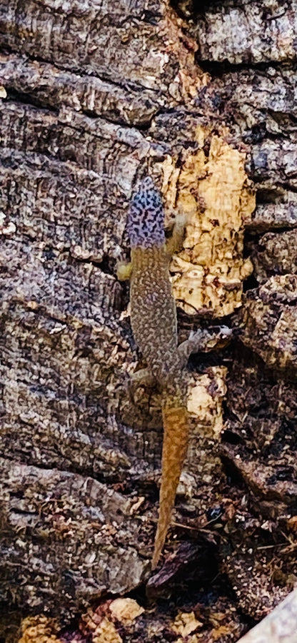 Sphaerodactylus
 Fantasticus Fantasticus