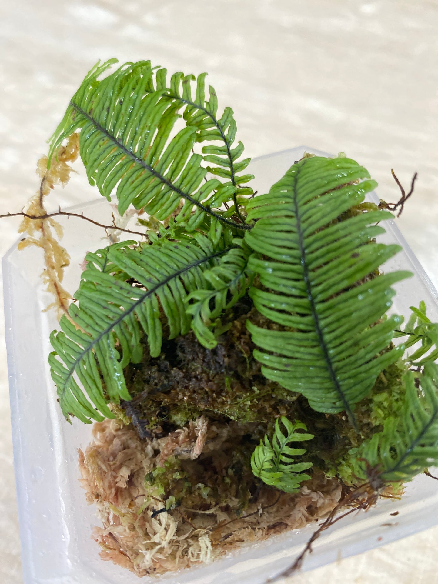 Pecluma aff Filicula