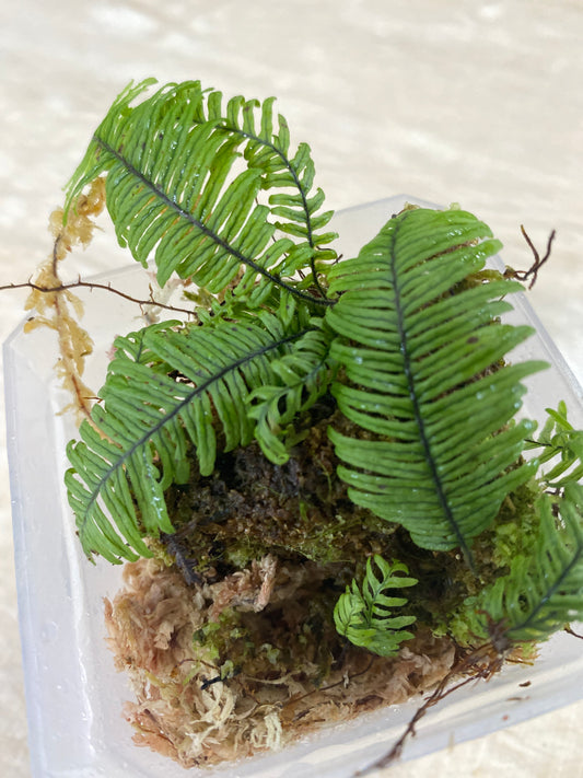 Pecluma aff Filicula