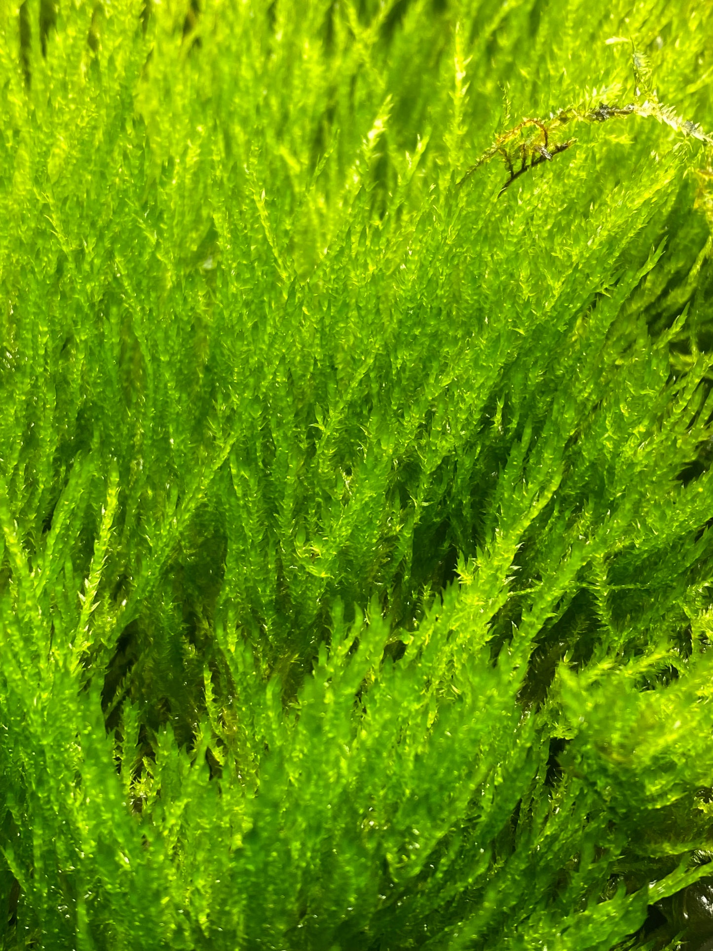 Taxiphyllum "Flame Moss"