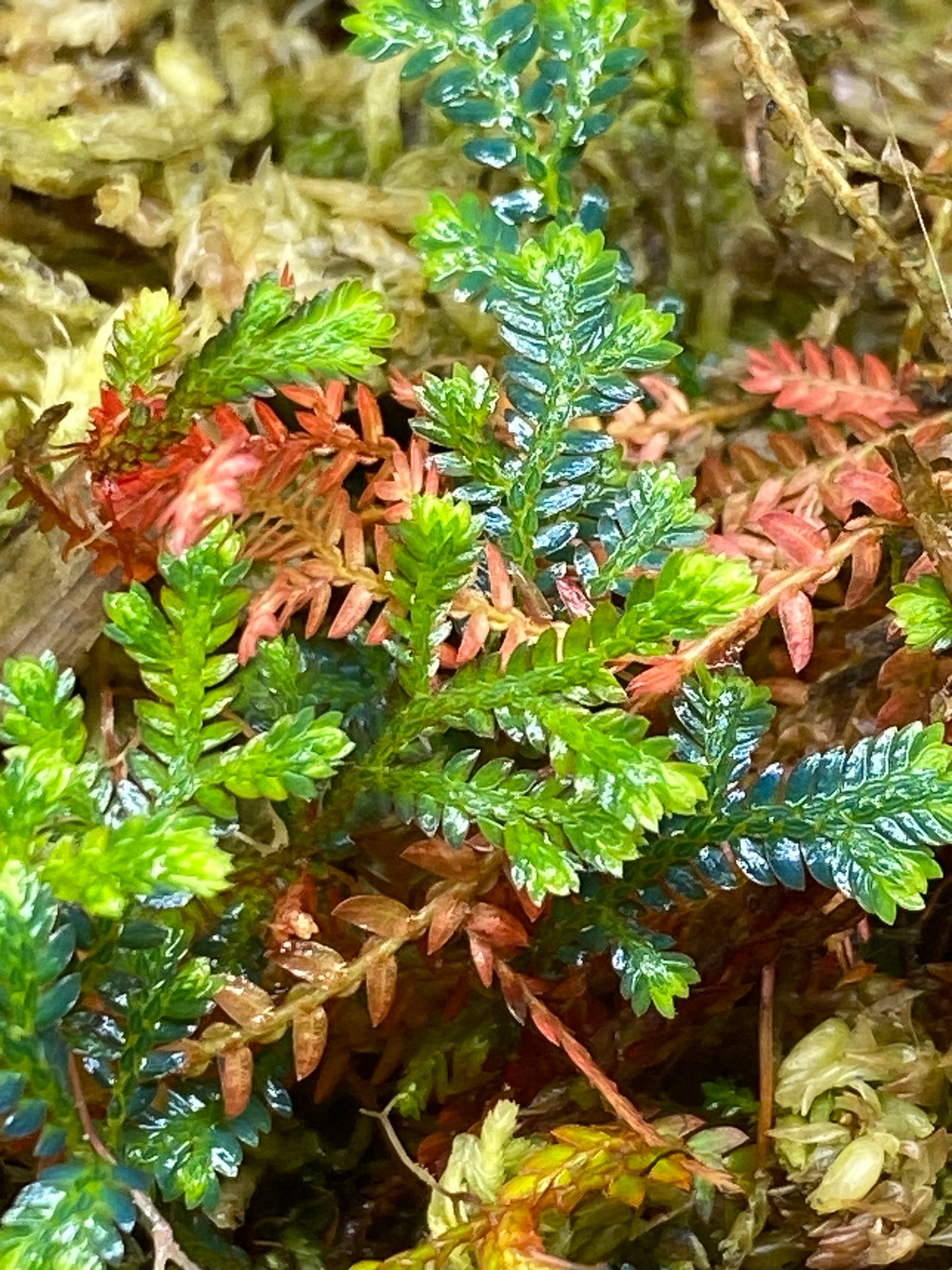Selaginella aff Erythropus "Peru" (Club Moss)
