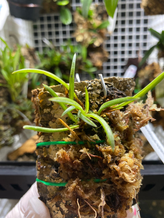 Ceratostylis philippinensis