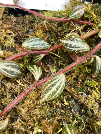 Peperomia aff Bicolor Ecuador