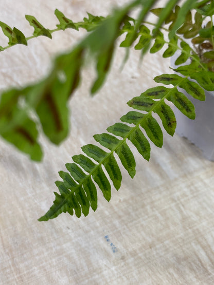 Asplenium sp. "Tarapoto"