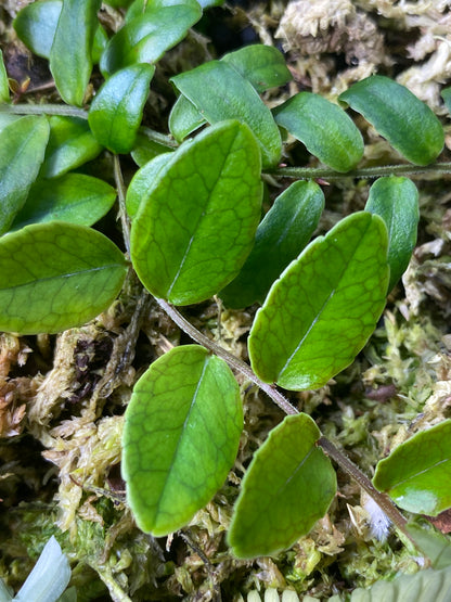 Marcgravia polyantha