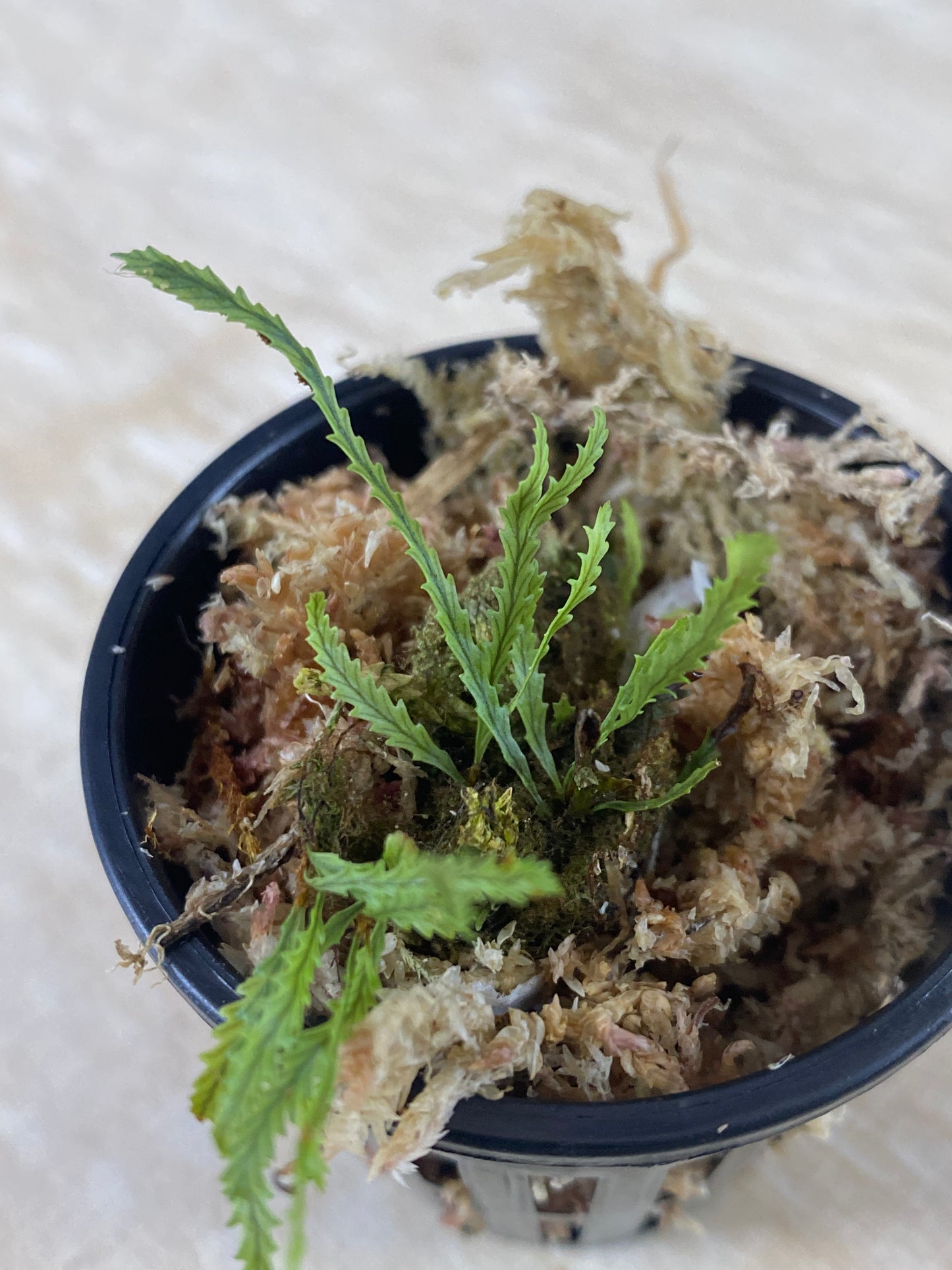 Cochlidium serrulatum