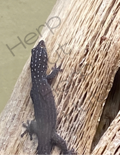 Argus (Sphaerdactylus Argus)