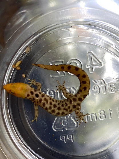 Sphaerodactylus Diffiilus Diolenius