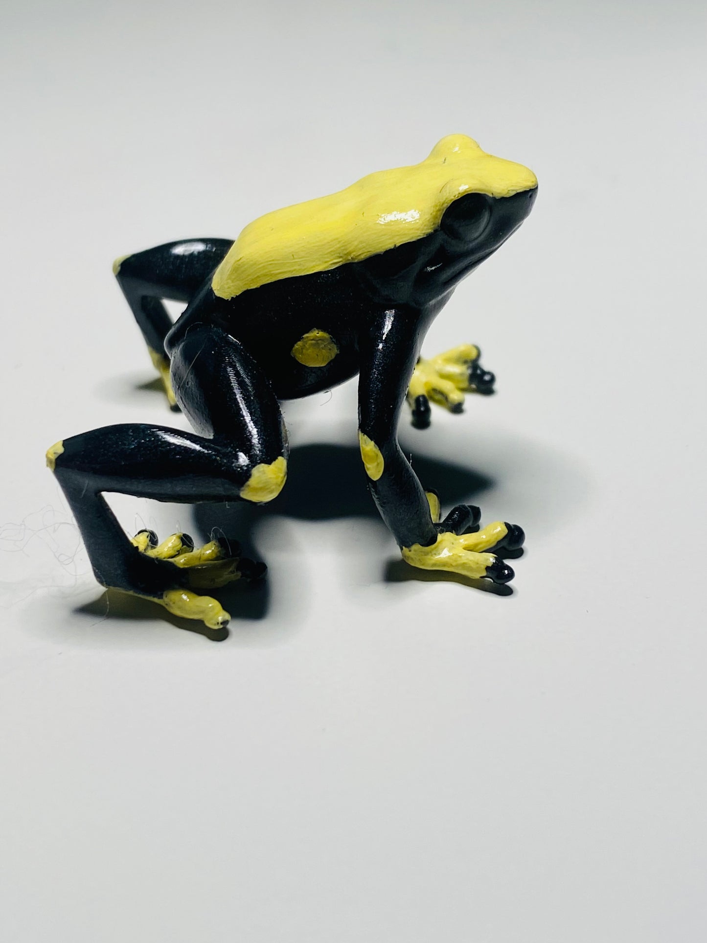 3D Printed Frog Large Dendrobates tinctorius Yellowback/ Cream