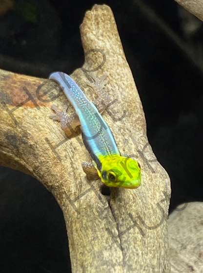 Neon Day Gecko ( Phelsuma klemmeri)