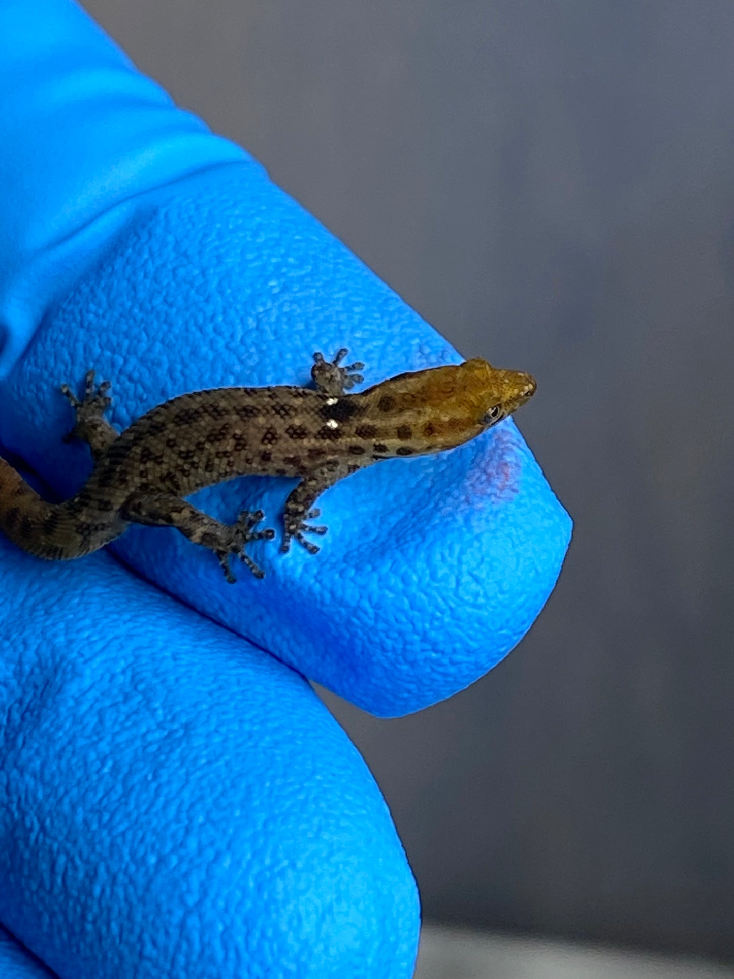 Sphaerodactylus Diffiilus Diolenius