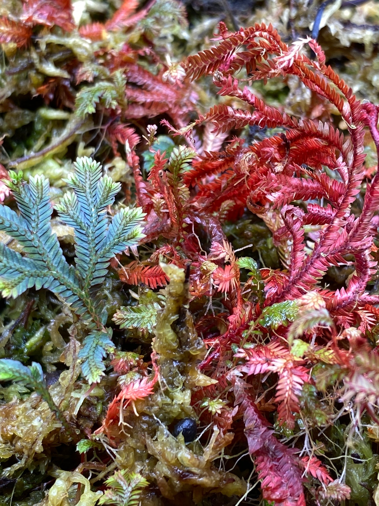 Selaginella  erythropus "Ruby Red"