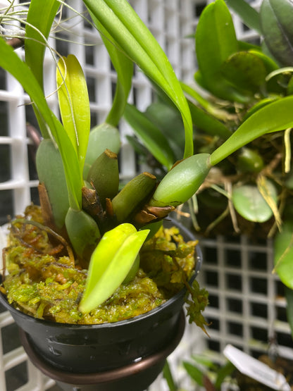 Maxillaria variabilis (yellow)- pot grown