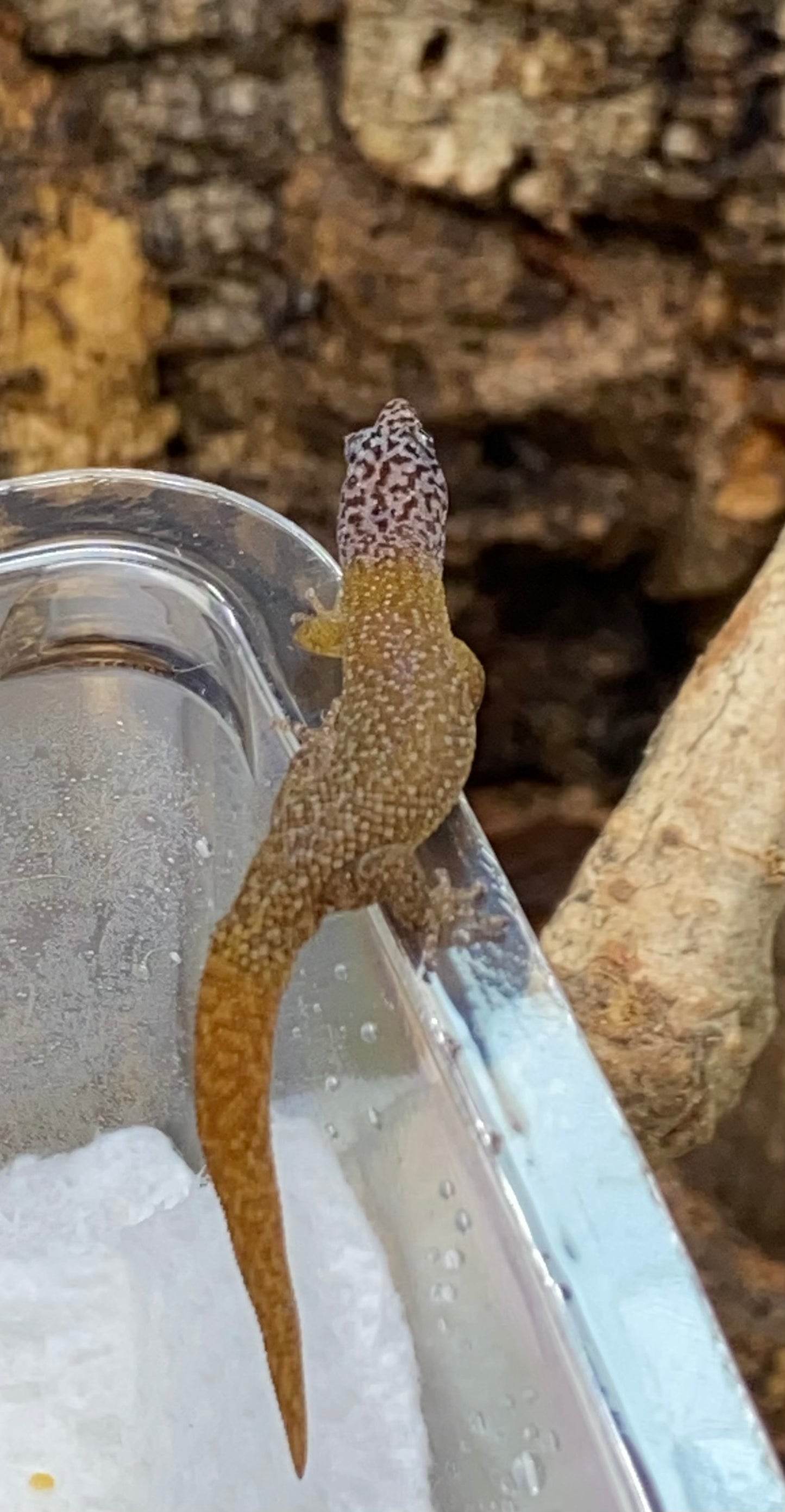 Sphaerodactylus
 Fantasticus Fantasticus