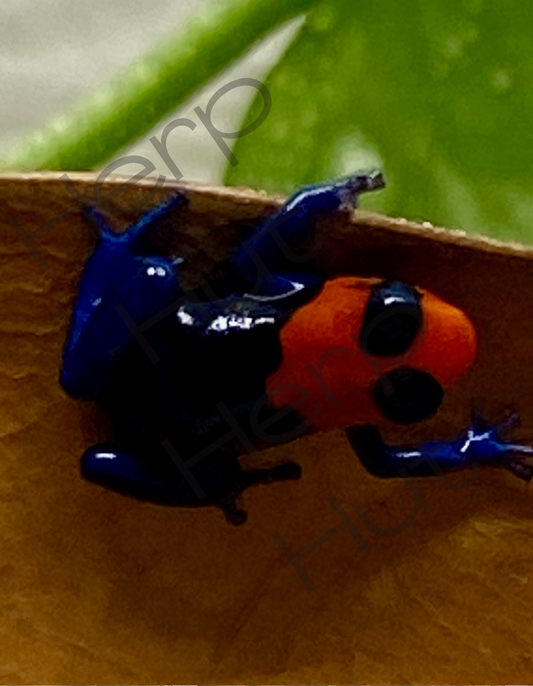 Ranitomeya Benedicta "Pampa Hermosa"