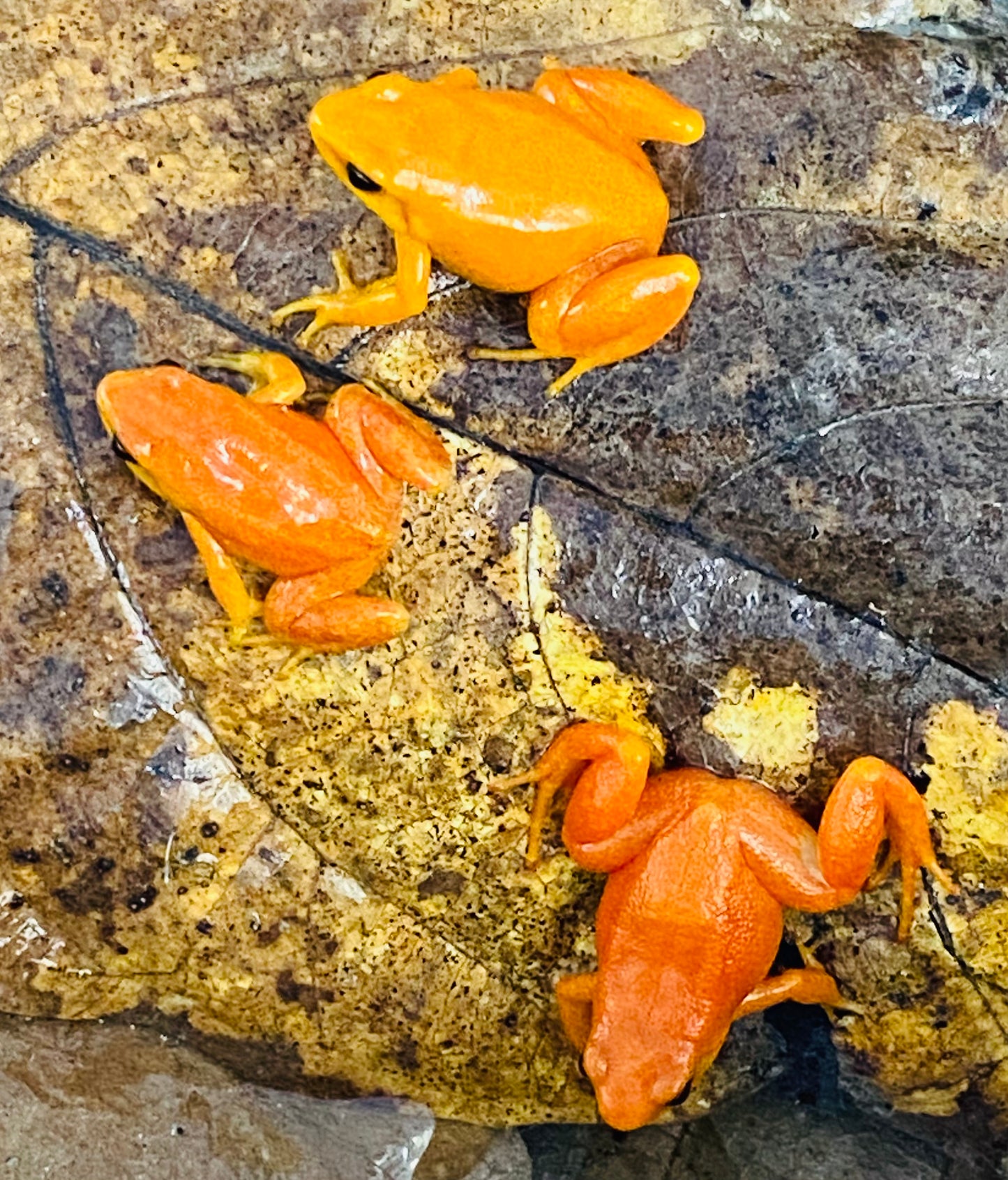 Golden Mantella (Mantella Aurantiaca)