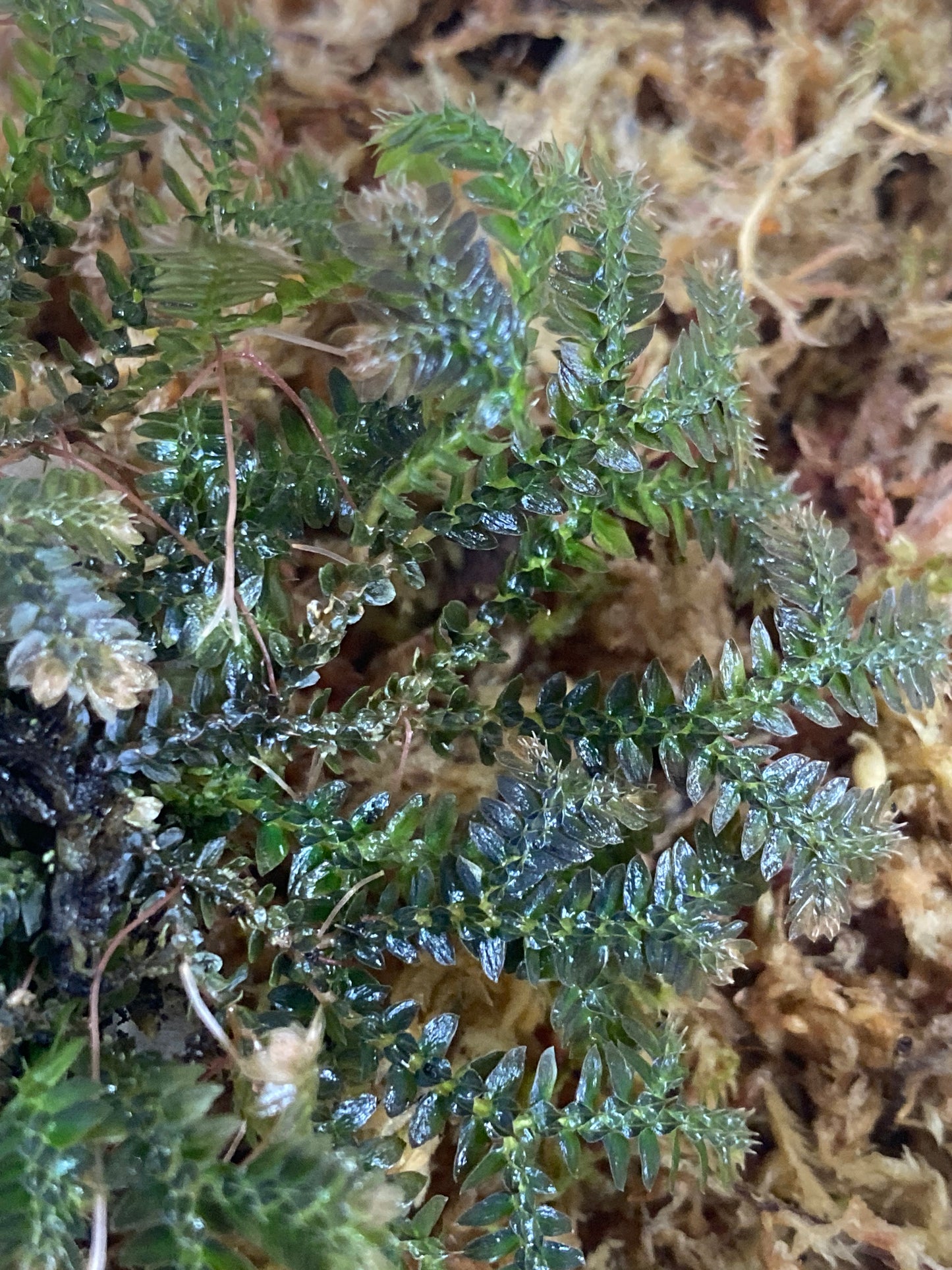 Selaginella sp. "Tarapoto Dark" (Club Moss)
