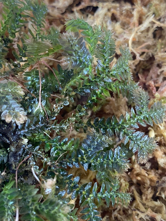 Selaginella sp. "Tarapoto Dark" (Club Moss)