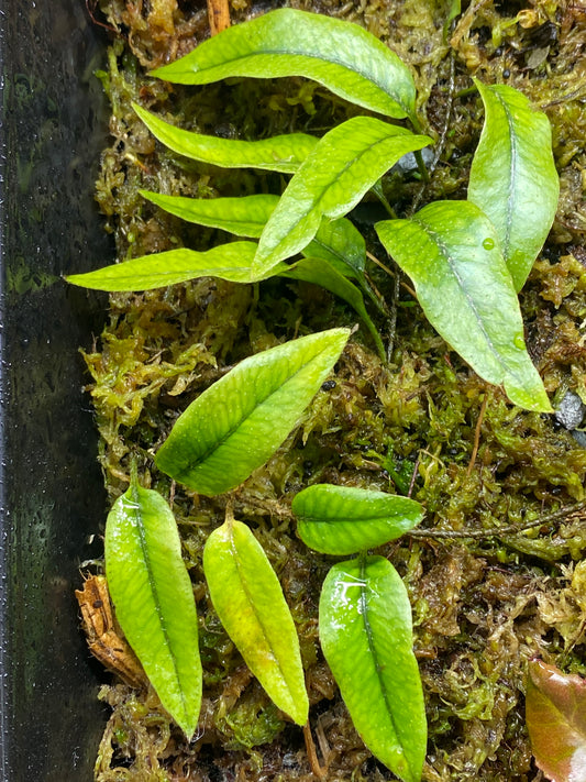 Microgramma aff. piloseloides "Large Form Peru"
