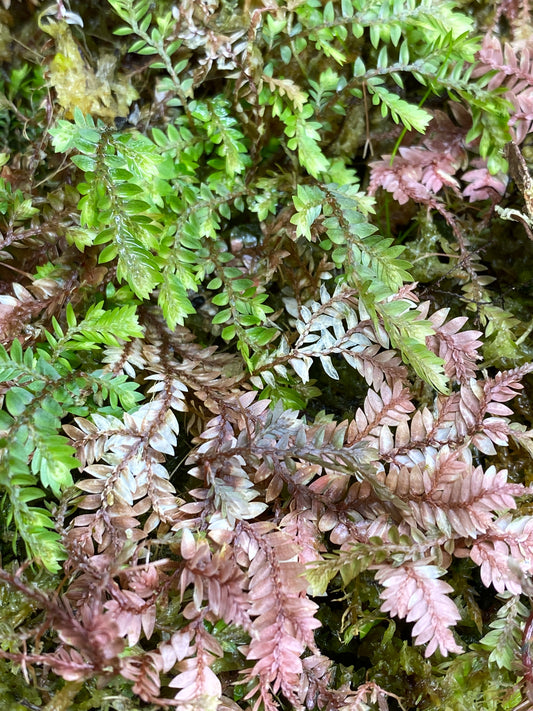 Selaginella sp. "Bronze" (Club Moss)