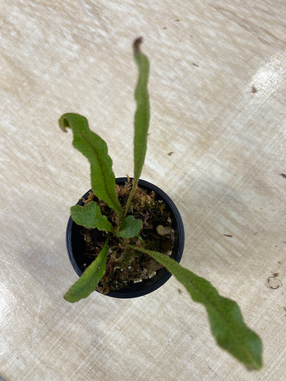 Elaphoglossum aff. Muscosum