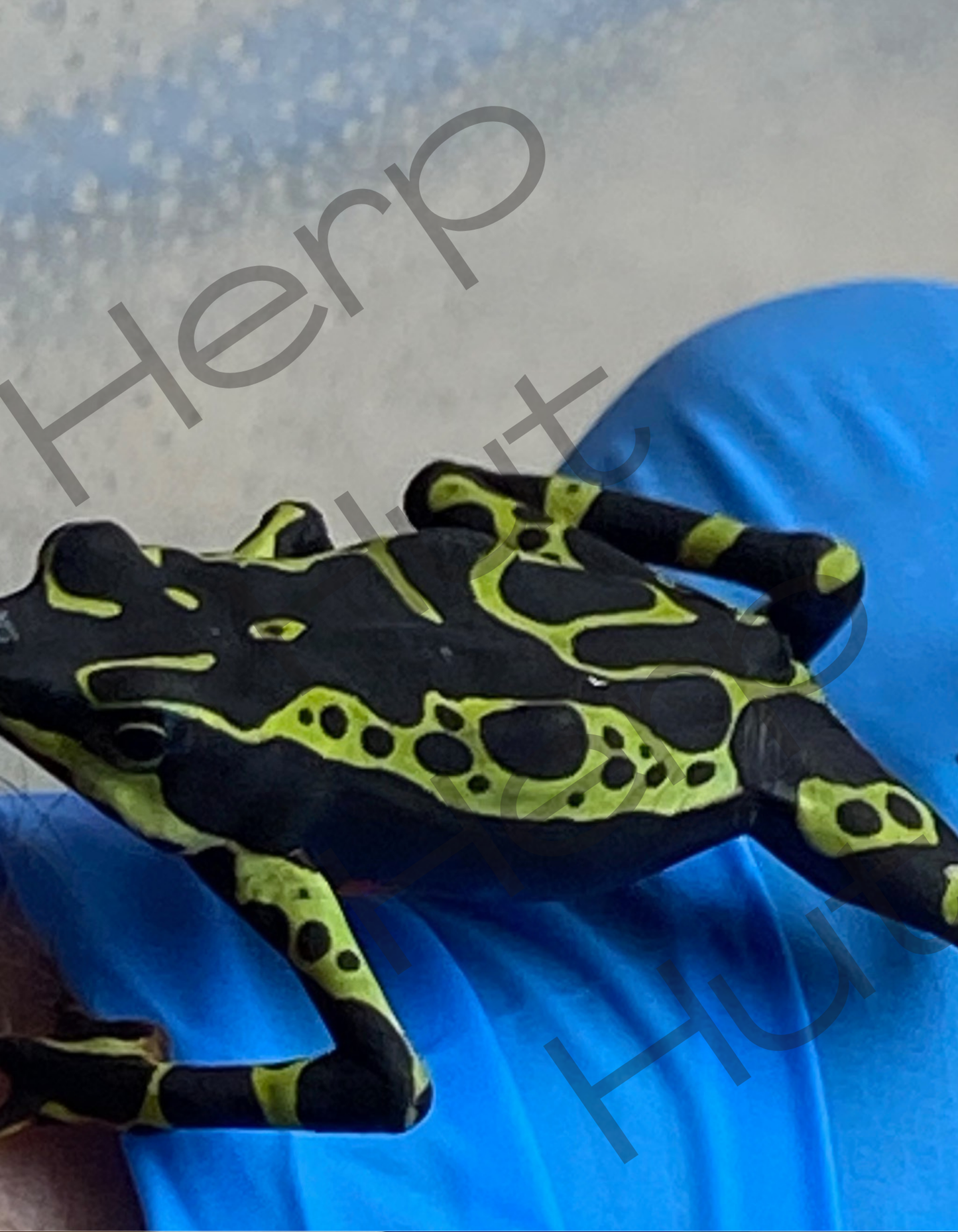 Atelopus Limosus