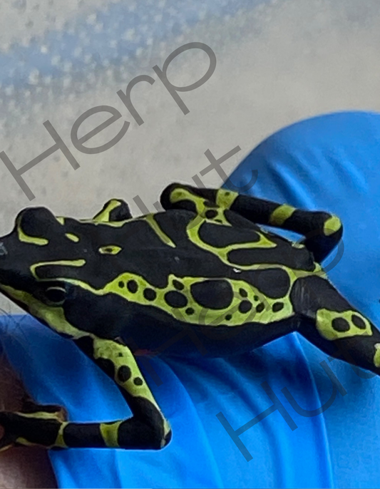 Atelopus Limosus