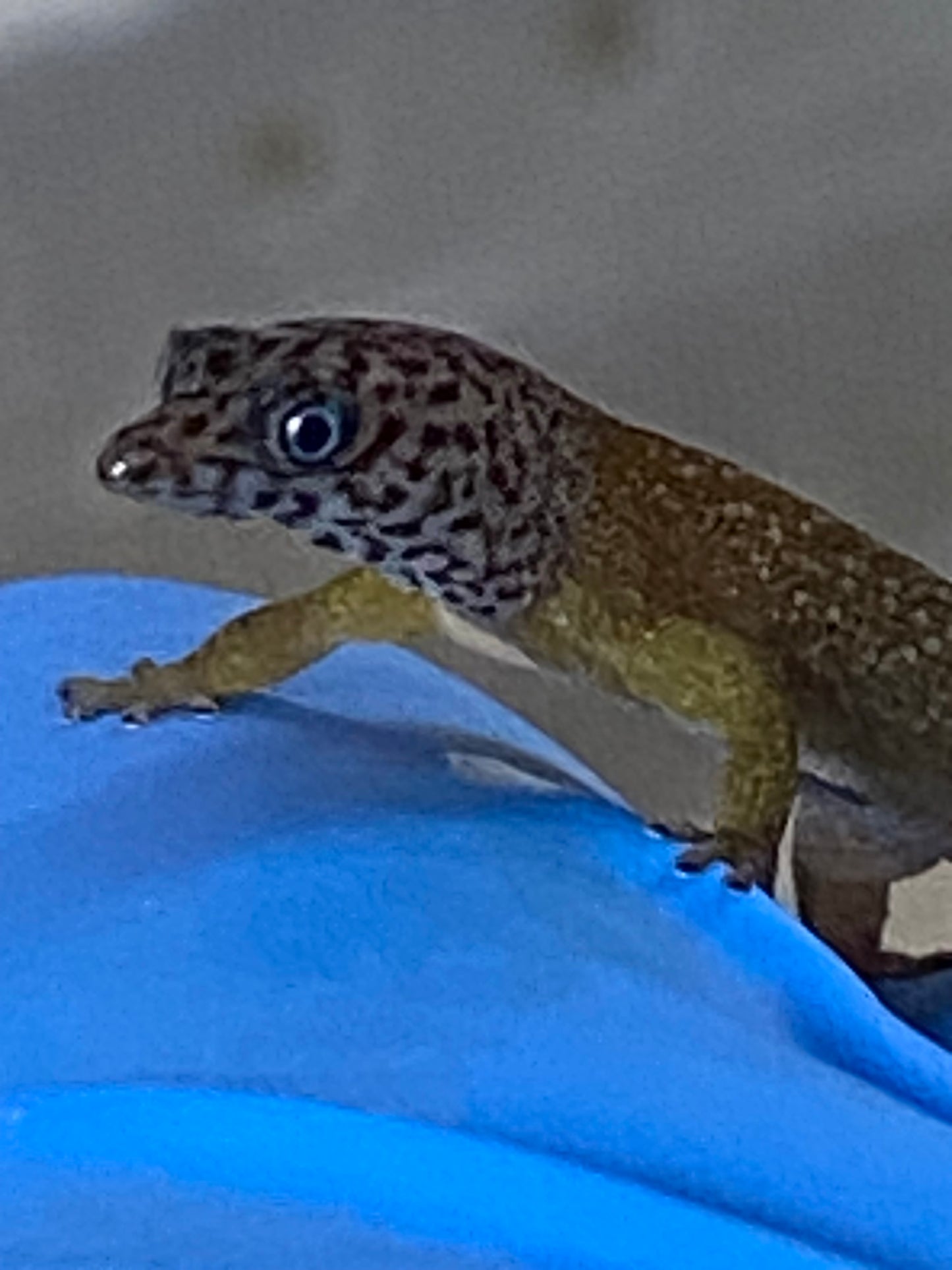 Sphaerodactylus
 Fantasticus Fantasticus