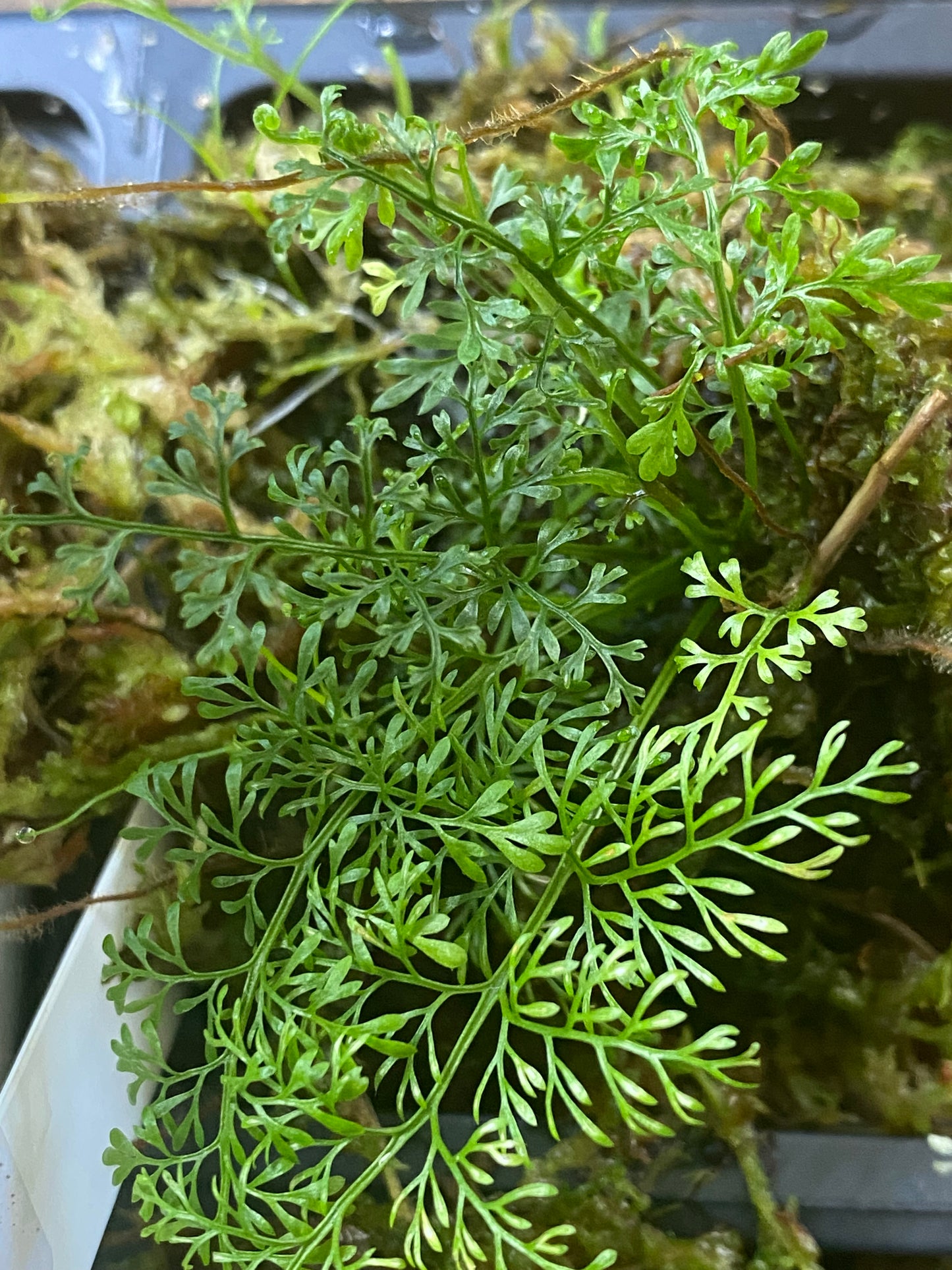 Asplenium aff. fragrans