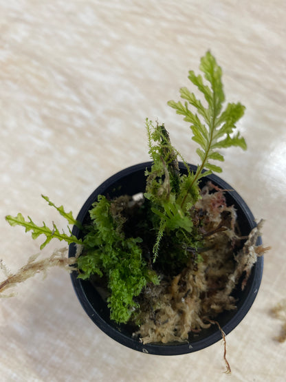 Hymenophyllum sp. Ecuador (Polypodoides)