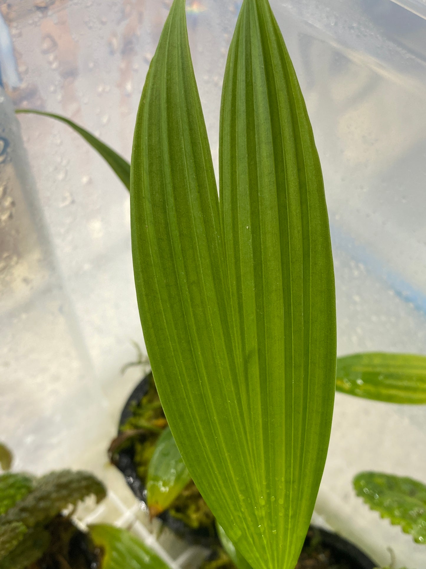 Dicranopygium sp. "Tarapoto"