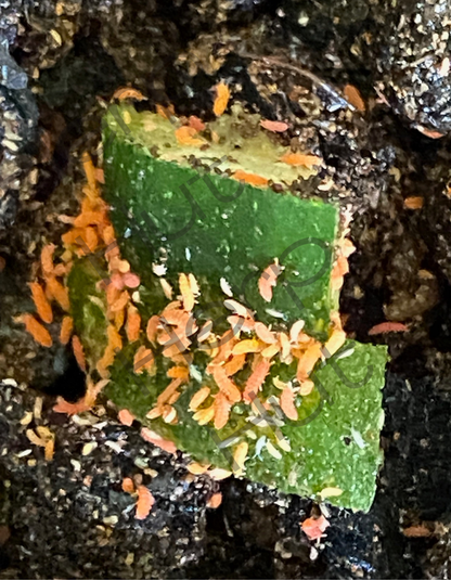 Yuukianura aphoruroides - Spanish Red/Orange Springtails