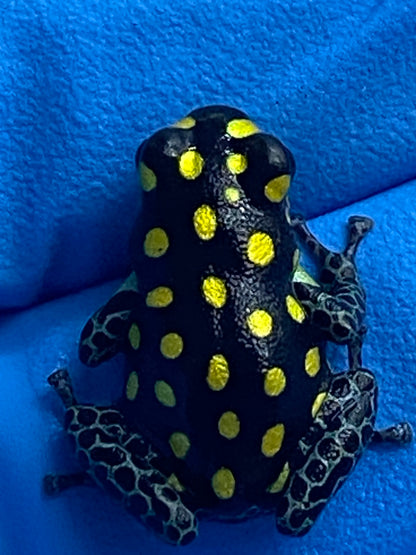 Ranitomeya vanzolinii